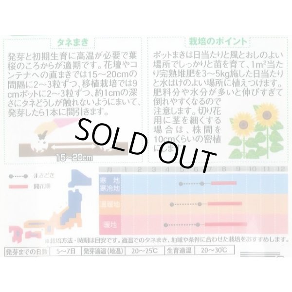 画像2: 送料無料　花の種　ひまわり　かがやき　約14粒　(株)サカタのタネ　実咲250（026273） (2)