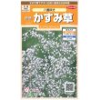 画像1: 花の種　宿根 かすみ草　八重咲き　約110粒　サカタのタネ（株）実咲200 (1)