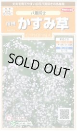 画像: 送料無料　花の種　宿根　かすみ草　八重咲き　約110粒　　(株)サカタのタネ　実咲200（026312）