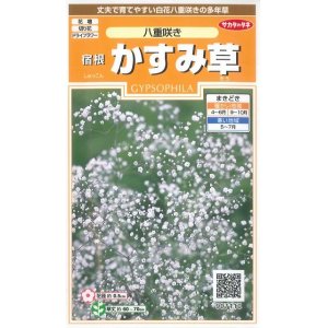 画像: 花の種　宿根 かすみ草　八重咲き　約110粒　サカタのタネ（株）実咲200