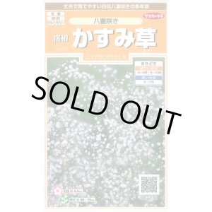 画像: 送料無料　花の種　宿根　かすみ草　八重咲き　約110粒　　(株)サカタのタネ　実咲200（026312）