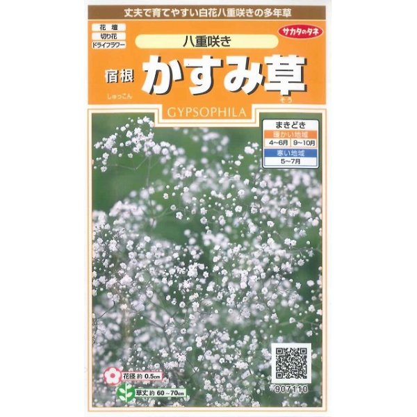 画像1: 花の種　宿根 かすみ草　八重咲き　約110粒　サカタのタネ（株）実咲200 (1)