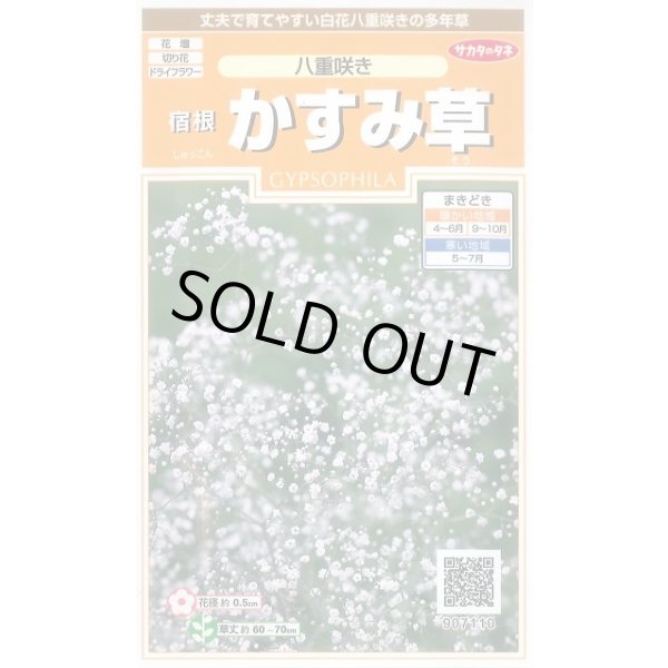 画像1: 送料無料　花の種　宿根　かすみ草　八重咲き　約110粒　　(株)サカタのタネ　実咲200（026312） (1)