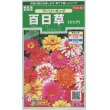 画像1: 花の種　百日草 （ジニア）　ワーリーギッグ   約60粒　サカタのタネ（株）実咲250 (1)