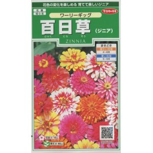 画像: 花の種　百日草 （ジニア）　ワーリーギッグ   約60粒　サカタのタネ（株）実咲250