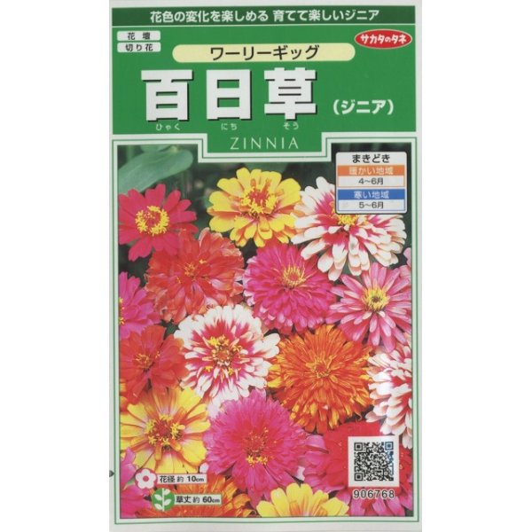 画像1: 花の種　百日草 （ジニア）　ワーリーギッグ   約60粒　サカタのタネ（株）実咲250 (1)