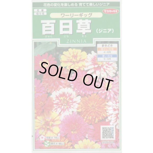 画像1: 花の種 百日草 (ジニア) ワーリーギッグ 約60粒 (株)サカタのタネ 実咲250(026284) (1)