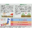 画像2: 花の種　百日草 （ジニア）　ワーリーギッグ   約60粒　サカタのタネ（株）実咲250 (2)