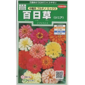 画像: 花の種　百日草（ジニア）　中輪系プルチノミックス 　約40粒　サカタのタネ（株）実咲250