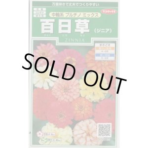 画像: 送料無料　花の種　百日草(ジニア)　中輪系プルチノミックス　約40粒　(株)サカタのタネ　実咲250（026283）