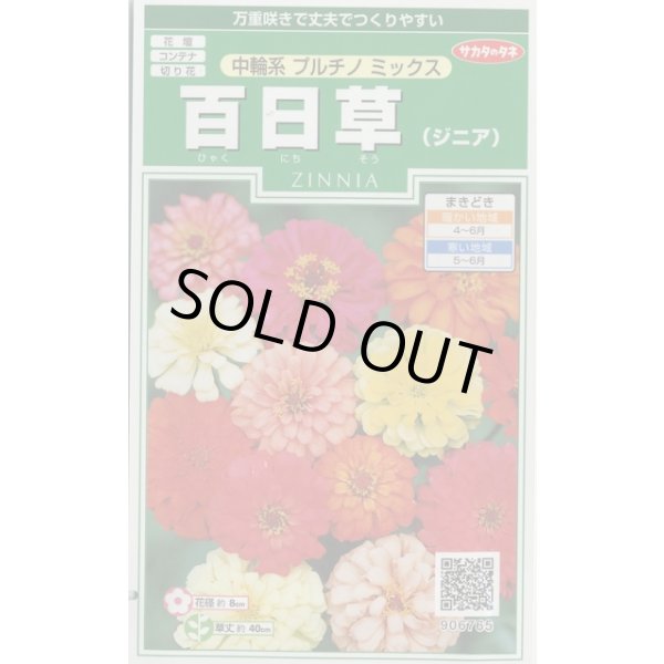 画像1: 送料無料　花の種　百日草(ジニア)　中輪系プルチノミックス　約40粒　(株)サカタのタネ　実咲250（026283） (1)