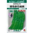 画像1: 送料無料　[えんどう]　キヌサヤエンドウ　矮性赤花絹莢　18ml　GF (1)