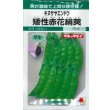 画像1: [えんどう]　キヌサヤエンドウ　矮性赤花絹莢　18ml　GF (1)