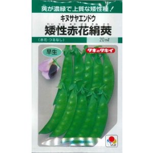 画像: 送料無料　[えんどう]　キヌサヤエンドウ　矮性赤花絹莢　18ml　GF