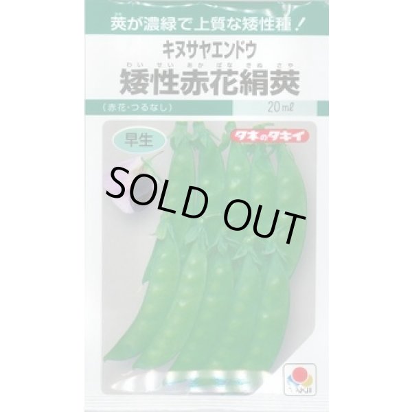 画像1: 送料無料　[えんどう]　キヌサヤエンドウ　矮性赤花絹莢　18ml　GF (1)