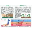画像2: 送料無料　花の種　デルフィニウム　パシフィックジャイアント　約30粒　(株)サカタのタネ　実咲250（026257） (2)