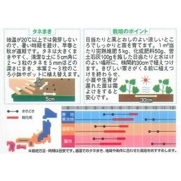画像2: 送料無料　花の種　デルフィニウム　パシフィックジャイアント　約30粒　(株)サカタのタネ　実咲250（026257） (2)