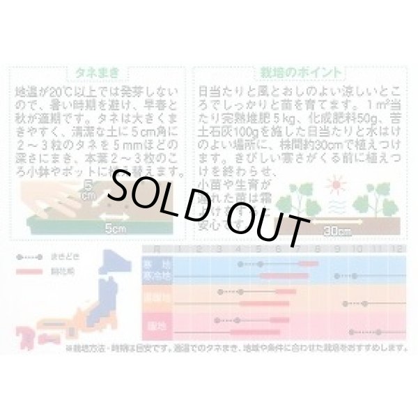 画像2: 送料無料　花の種　デルフィニウム　パシフィックジャイアント　約30粒　(株)サカタのタネ　実咲250（026257） (2)