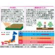 画像2: 花の種　千日紅　ネオンローズ　約50粒　サカタのタネ（株）実咲350 (2)