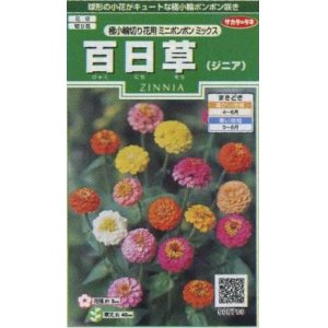 画像: 花の種　百日草（ジニア）　極小 切り花用　ミニポンポンミックス　約29粒　サカタのタネ（株）実咲250