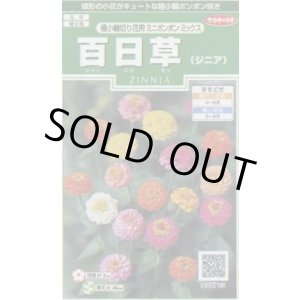画像: 送料無料　花の種　百日草(ジニア)　極小切り花用　ミニポンポンミックス　約29粒　(株)サカタのタネ　実咲250（026285）