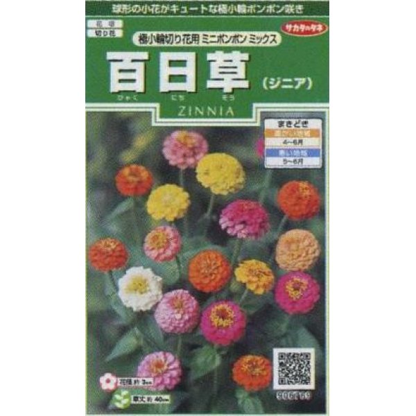 画像1: 花の種　百日草（ジニア）　極小 切り花用　ミニポンポンミックス　約29粒　サカタのタネ（株）実咲250 (1)