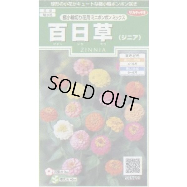 画像1: 送料無料　花の種　百日草(ジニア)　極小切り花用　ミニポンポンミックス　約29粒　(株)サカタのタネ　実咲250（026285） (1)