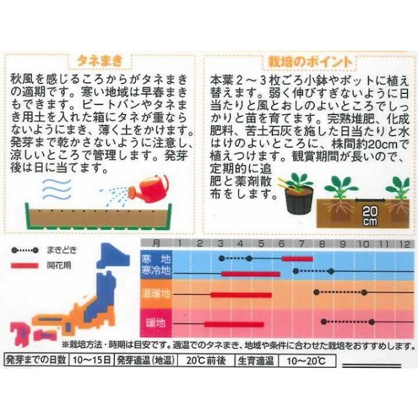 画像2: 送料無料　花の種　ビオラ　美色混合　約58粒　(株)サカタのタネ　実咲200（026347） (2)