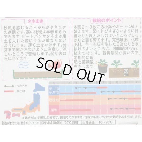 画像2: 送料無料　花の種　よく咲くスミレ　ソーダ　40粒　(株)サカタのタネ　実咲350（101560） (2)