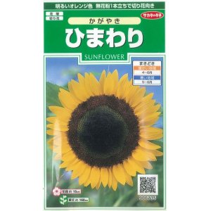 画像: 花の種　ひまわり　かがやき 　約14粒　サカタのタネ（株）実咲250