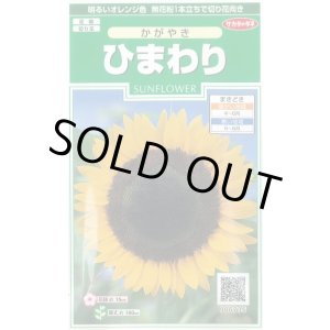 画像: 送料無料　花の種　ひまわり　かがやき　約14粒　(株)サカタのタネ　実咲250（026273）