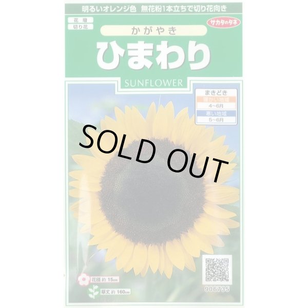 画像1: 送料無料　花の種　ひまわり　かがやき　約14粒　(株)サカタのタネ　実咲250（026273） (1)
