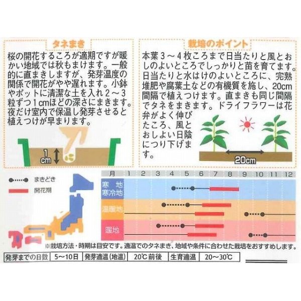 画像2: 花の種　べにばな　カルタムス　約22粒　サカタのタネ（株）実咲200 (2)