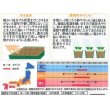 画像2: [花種/小袋]　桔梗 五月雨混合　約167粒　　（株）サカタのタネ　実咲200 (2)