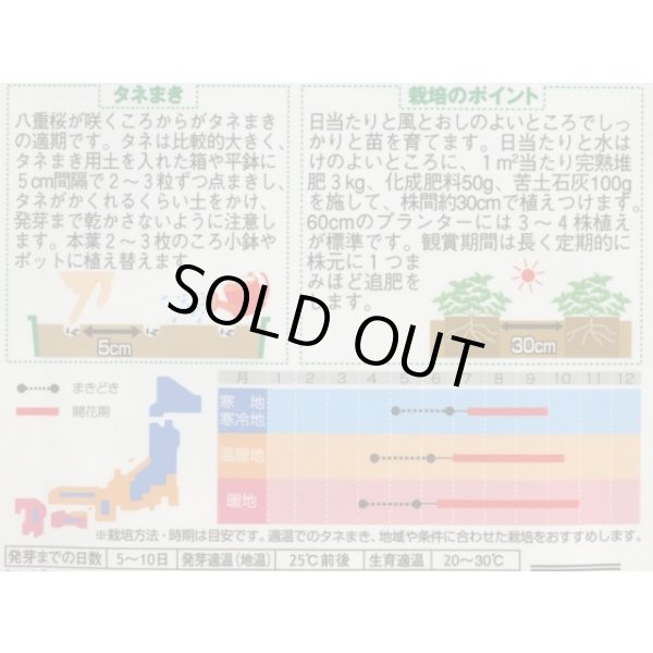 画像2: 送料無料　花の種　百日草(ジニア)　中輪系プルチノミックス　約40粒　(株)サカタのタネ　実咲250（026283） (2)
