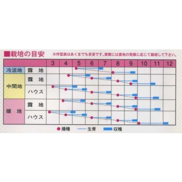 画像2: [中国野菜]　チンゲンサイ　　ニイハオ新１号　　750粒　渡辺農事 (2)