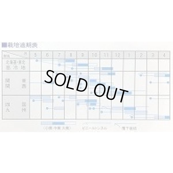 画像2: 送料無料　[かぶ]　白駒蕪　4ml　（株）大和農園 (2)