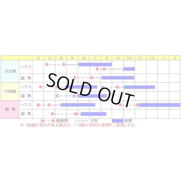 画像2: 送料無料　[いんげん]　シュガグリーン　1dl　渡辺農事（株） (2)