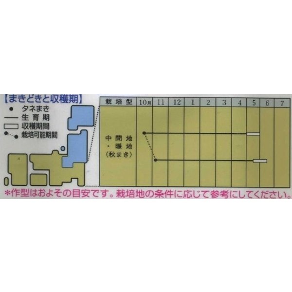 画像2: 送料無料　[グリーンピース]　久留米豊　18ml(およそ30粒)　タキイ種苗　GF (2)