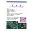 画像3: 送料無料　[えんどう]　紫御膳　10ml　(株)タカヤマシード (3)