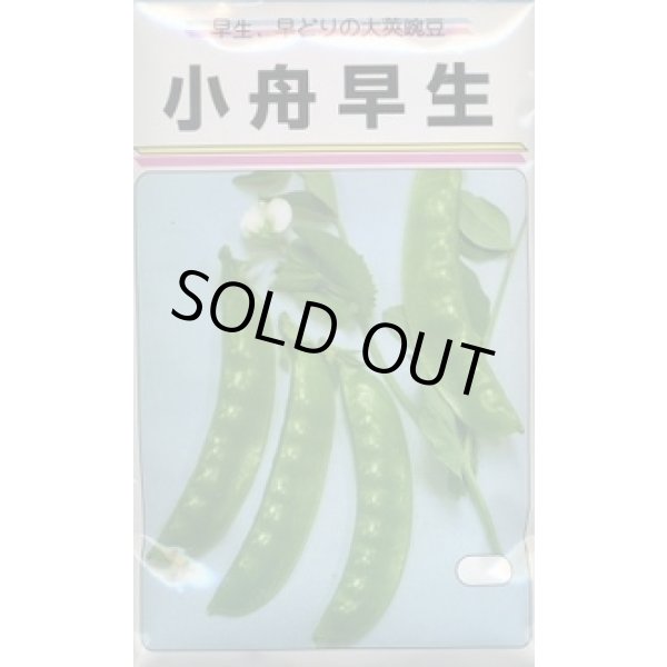 画像1: 送料無料　[えんどう]　小舟早生　25ml　渡辺農事（株） (1)