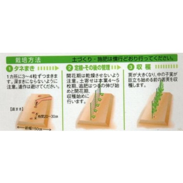画像2: 送料無料　[えんどう]　成駒三十日　18ml　(およそ60粒)　タキイ種苗(株)　GF (2)
