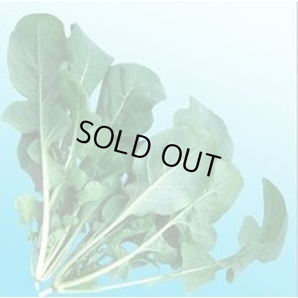 画像4: 送料無料　二コル　ルッコラ　1L　渡辺農事（株） (4)