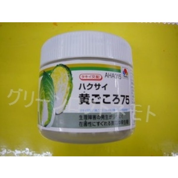 画像1: [白菜] 黄ごころ75 ペレット種子5000粒 タキイ種苗(株) (1)