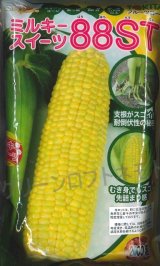 画像: [とうもろこし]　ミルキースイーツ88ST　2000粒　トキタ種苗(株)
