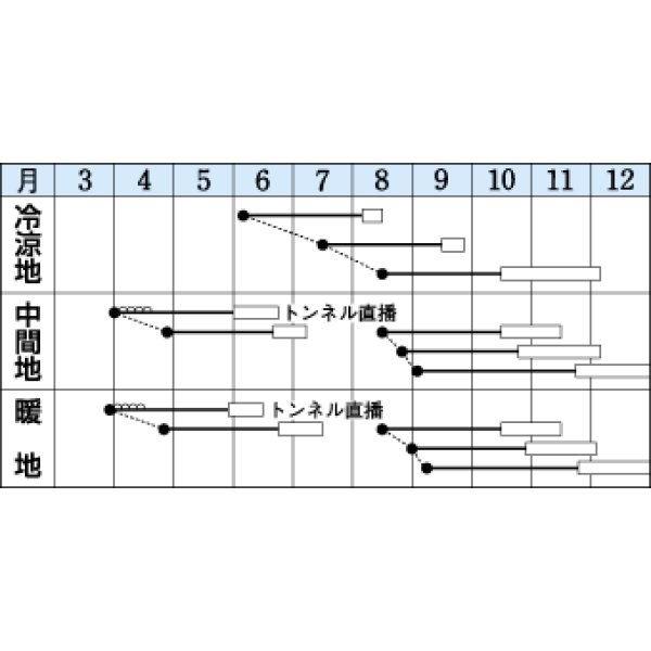 画像2: 送料無料　[白菜]　耐病六十日　2.2ml（約390粒）　タキイ種苗(株)　DF (2)