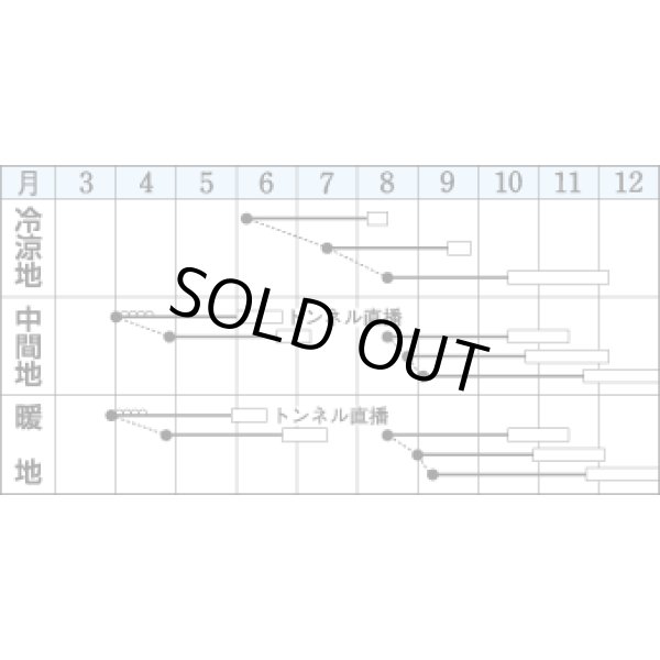 画像2: [白菜]　耐病六十日　2.2ｍｌ　タキイ種苗（株）　DF (2)