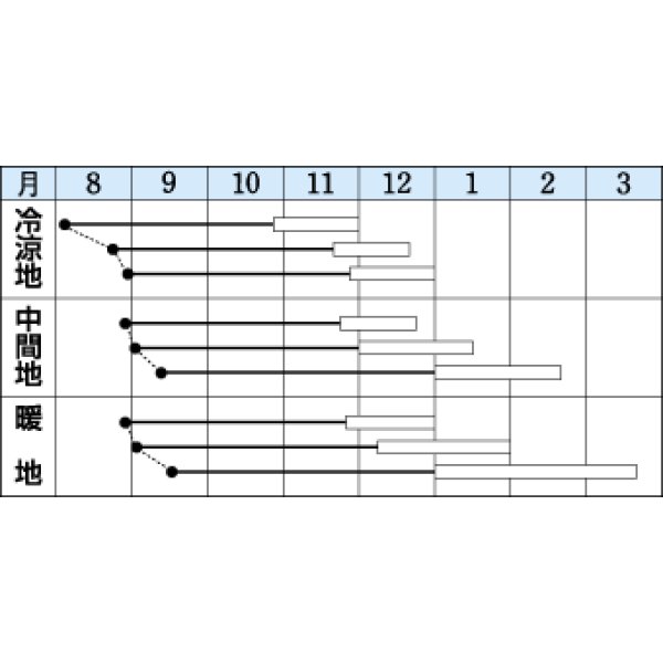 画像2: [白菜] 王将 20ml タキイ種苗(株) (2)