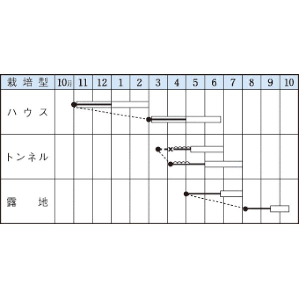 画像2: [いんげん]　つるあり　スラットワンダー　45ml　タキイ種苗　GF　 (2)