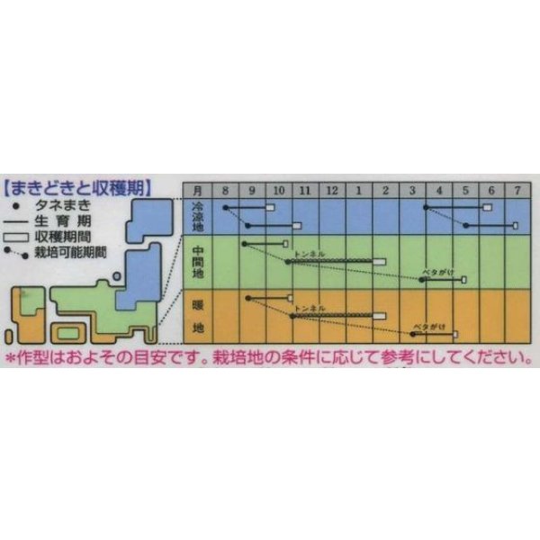 画像3: 送料無料　[かぶ]　CRゆきばな　3ml　タキイ種苗(株)　RF (3)
